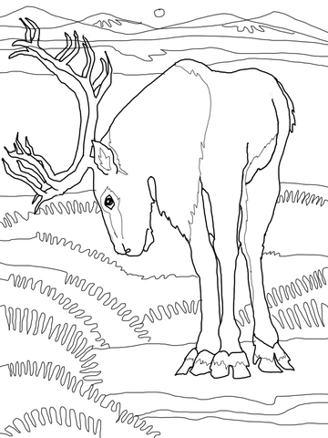 Caribou Deer Coloring Page